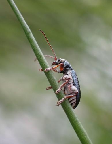 Plateumaris braccata